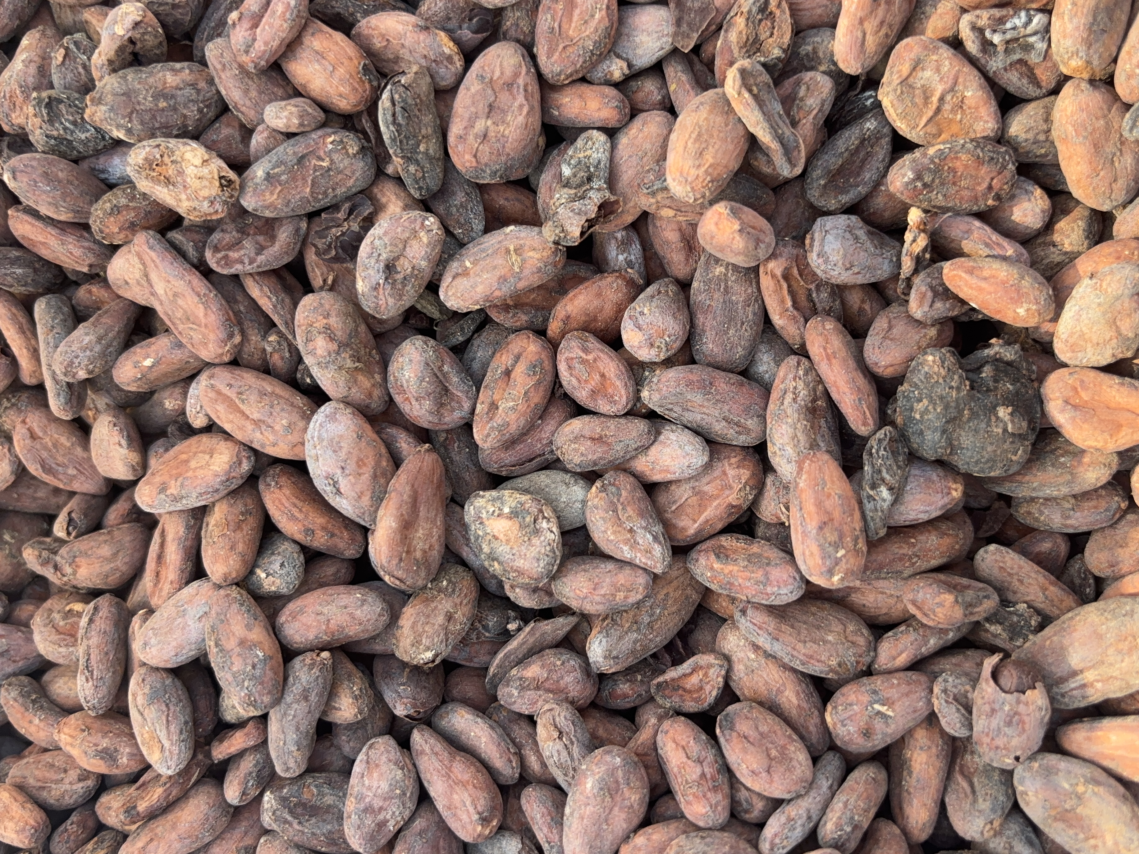 Cameroonian cacao farming landscape