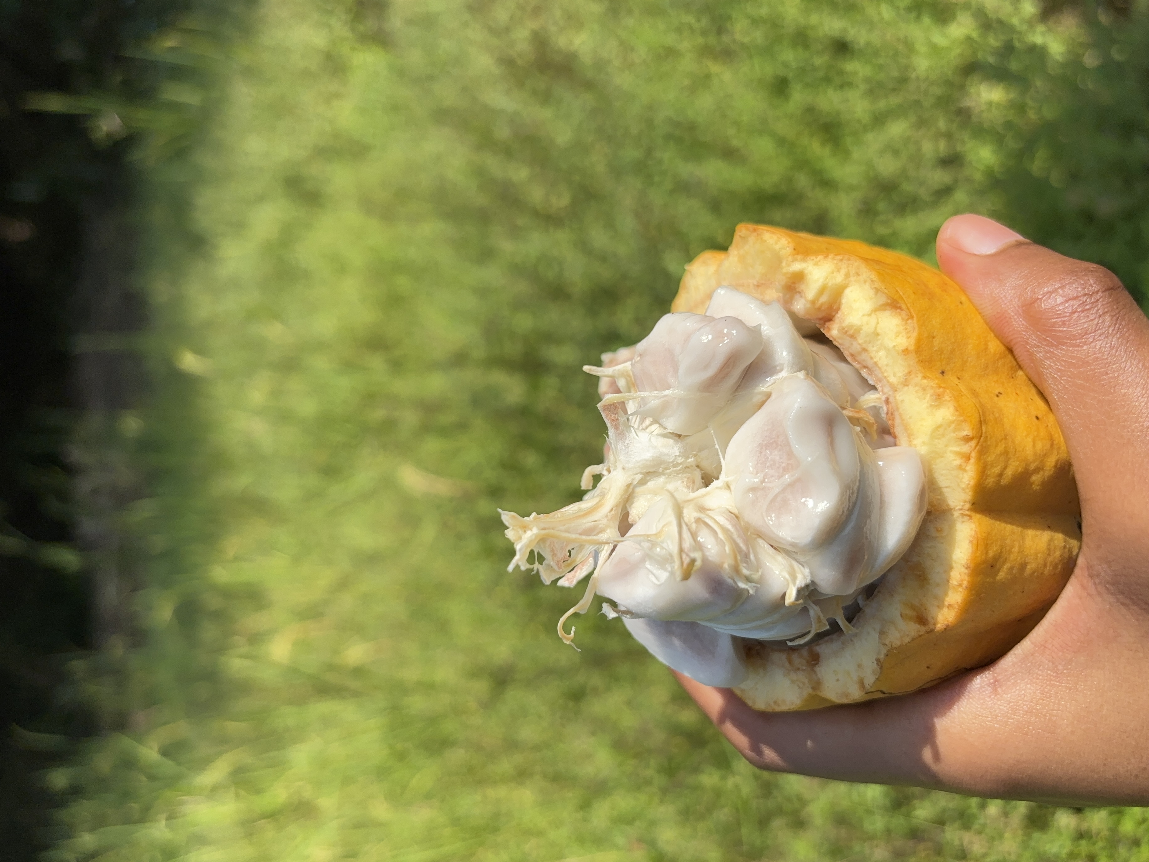 Cacao fermentation process