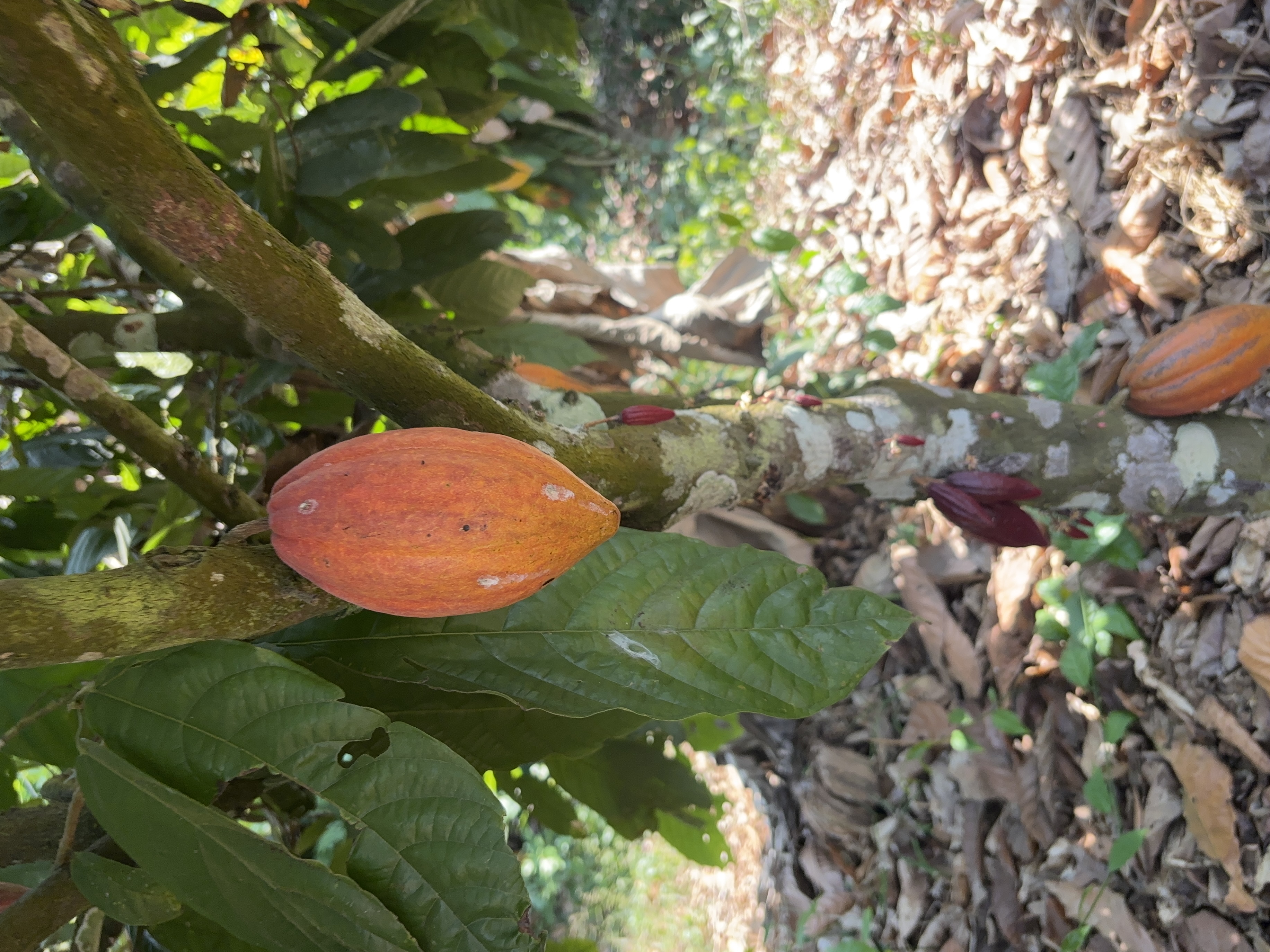 Sustainable cacao farming practices in Cameroon